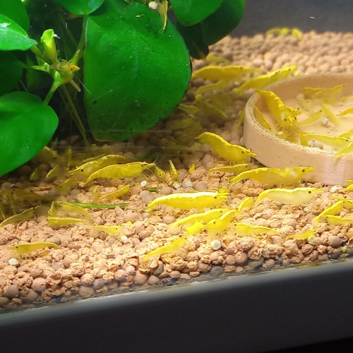 Crevette yellow néon