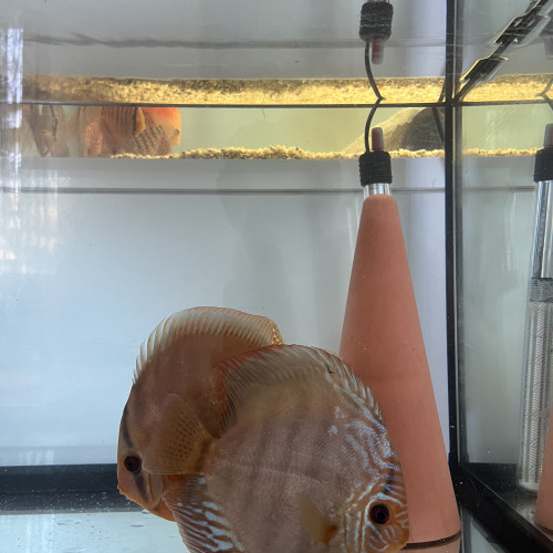 À vendre couple discus adulte 18-20 cm