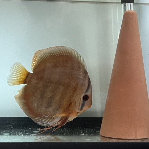 À vendre couple discus adulte 18-20 cm