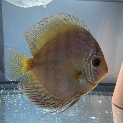 À vendre couple discus adulte 18-20 cm