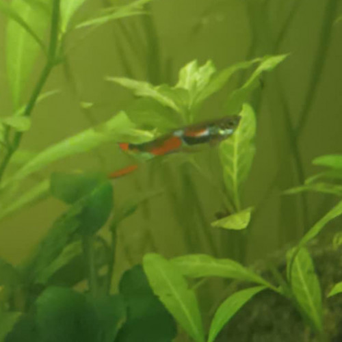 Guppy endler mâle 1
