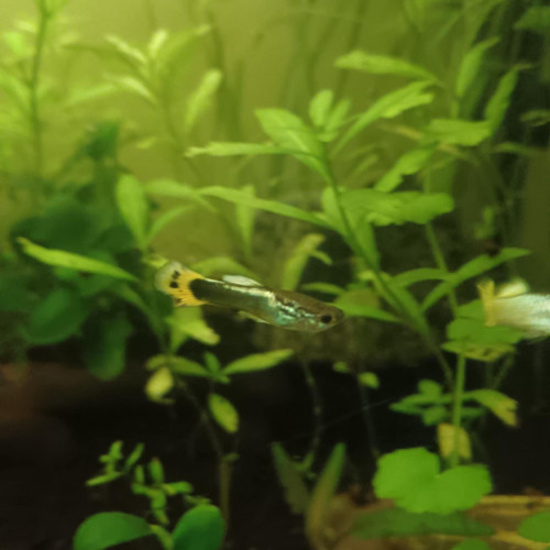 Guppy mâle 2