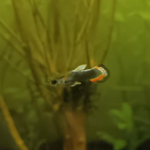 Guppy mâle 4
