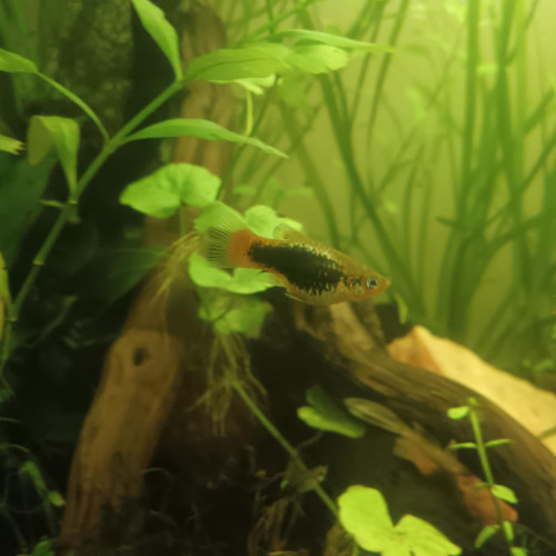 Platy femelle