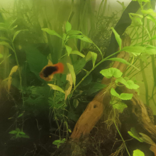 Platy femelle