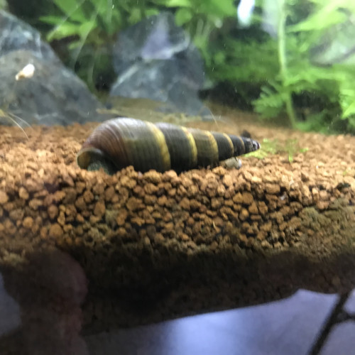 Tylomelania