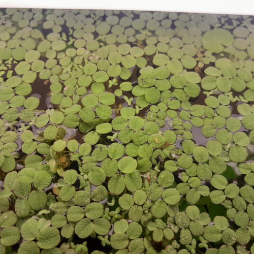 Salvinia plante flottante