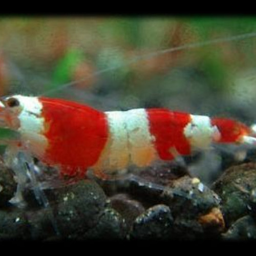 Crevette red crystal