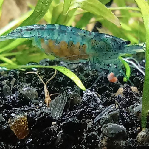 Neocaridina davidi blue velvet