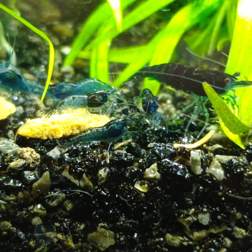Neocaridina davidi blue velvet