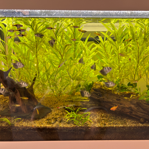 Aquarium 180L + Pompe 400L