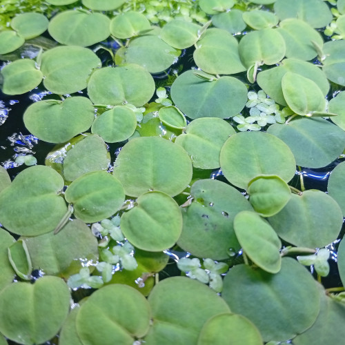 Plante flottante pour aquarium et bassin