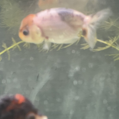 Poisson rouge japonais : Ranchu