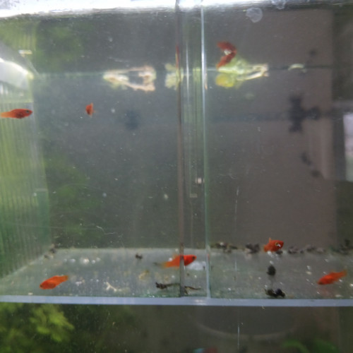 Bébés platy