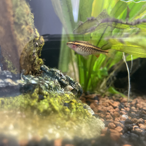 2 Barbus cerise
