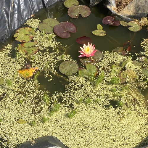 Recherche poissons rouges