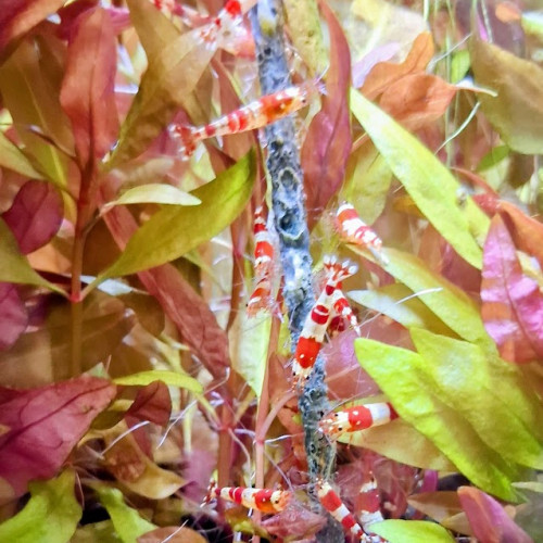 CREVETTE CRYSTAL RED
