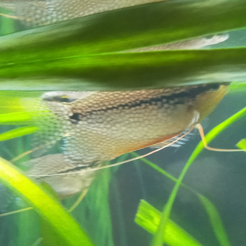 Gourami perlé