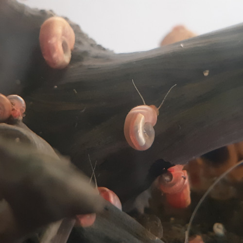 Escargots Planorbes