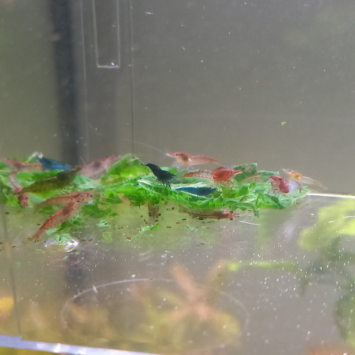 20 Crevettes neocaridina déclassé tout venant