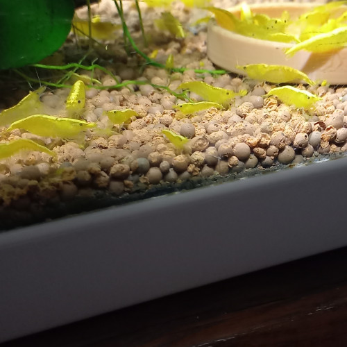 CREVETTES YELLOWS NEON 100% eau du robinet