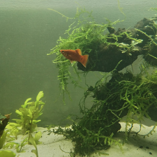 Platys