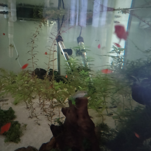 Platys