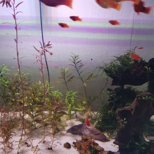 Platys