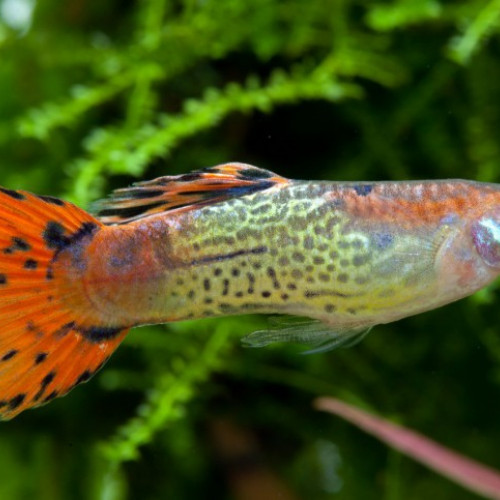 Guppy