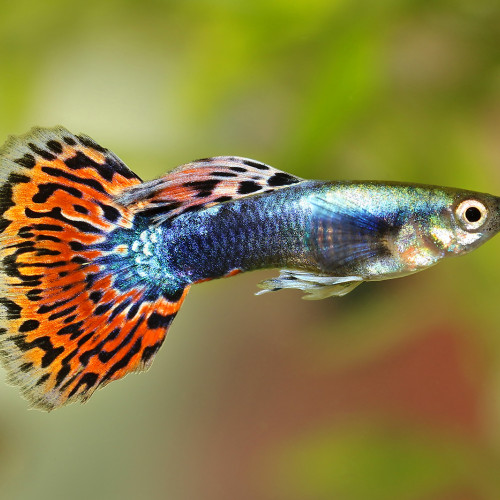 Guppy