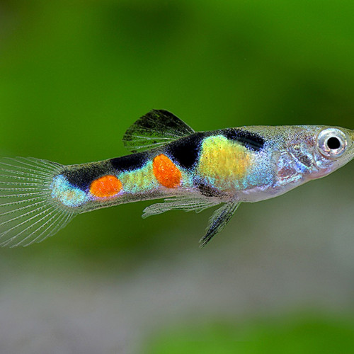 Guppy