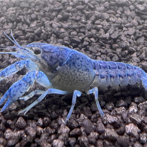 Écrevisses bleues