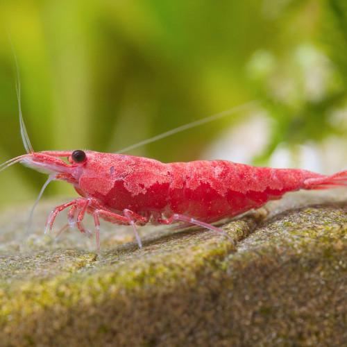Crevettes Sakura RED