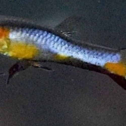 Guppy Campoma n°47 Blue star