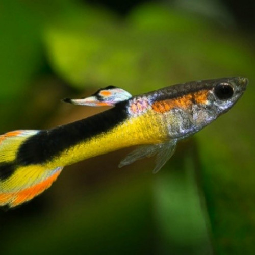 Guppy Red Chest Saddleback