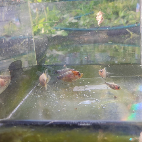 Jeunes poissons Shubunkin – nés en bassin (juin2025)