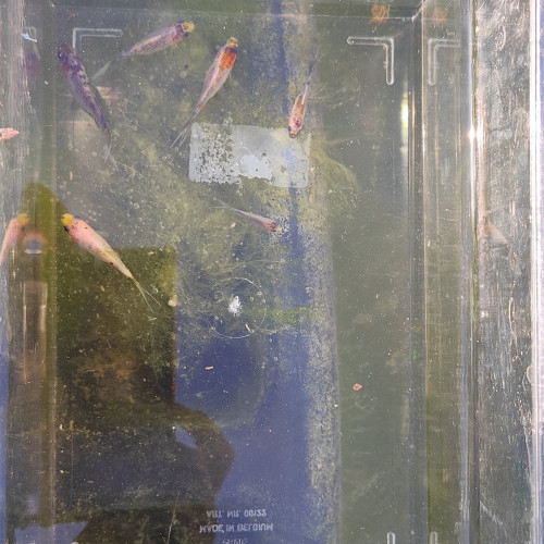 Jeunes poissons Shubunkin – nés en bassin (juin2025)