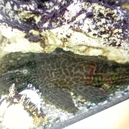 2 plecos