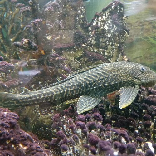 2 plecos