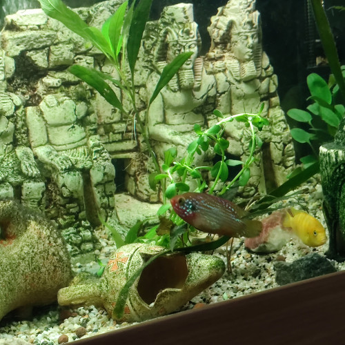 Cyclidees