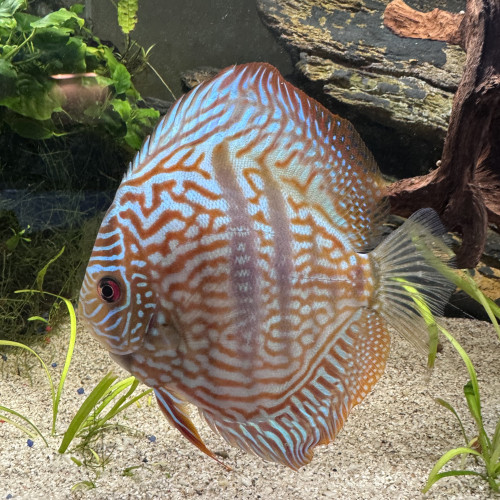 Vend discus adulte