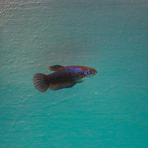 Femelle Betta