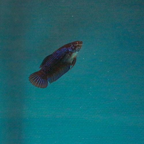 Femelle Betta