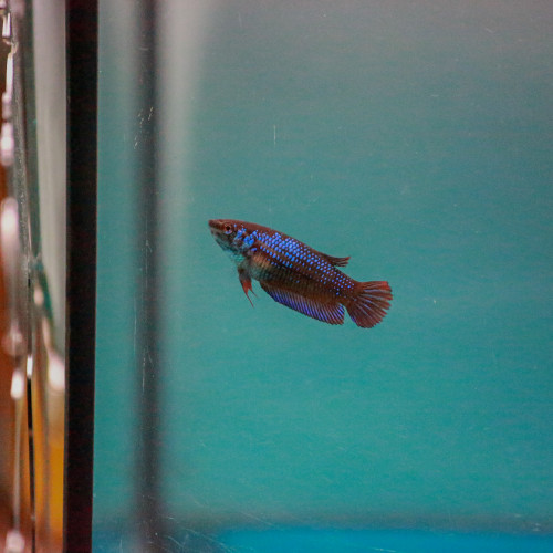 Femelle Betta