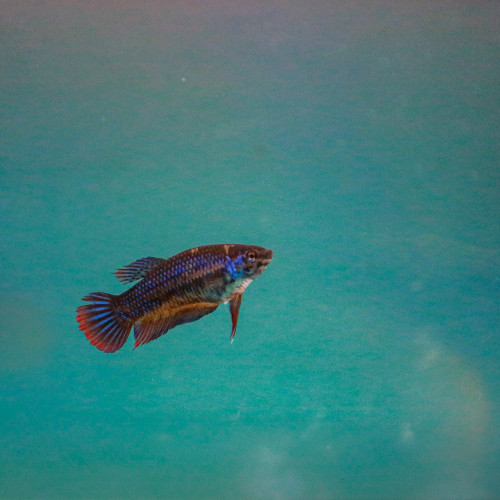 Femelle Betta