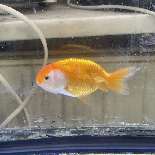 Ranchu