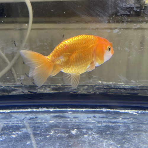 Ranchu
