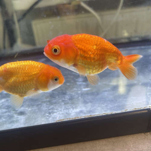 Ranchu