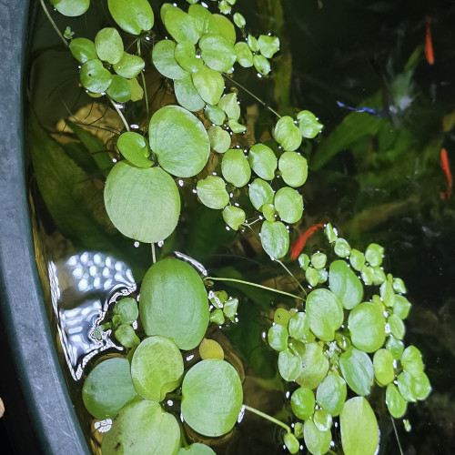 Plantes flottantes limnobium