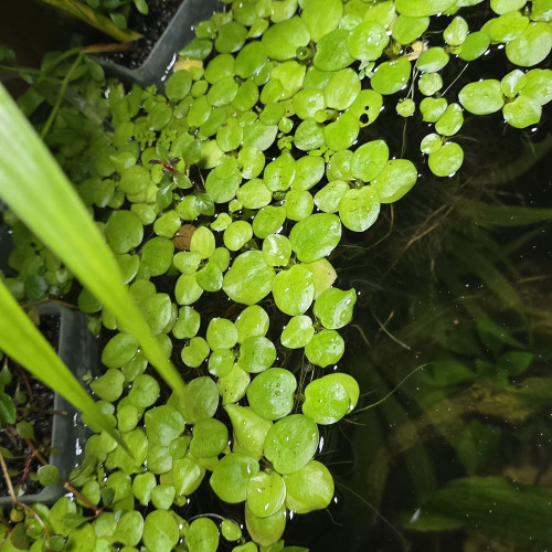 Plantes flottantes limnobium